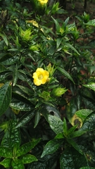 Strobilanthes crispus