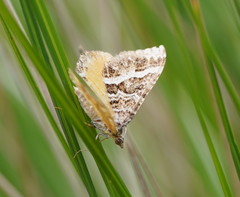 Chrysolarentia vicissata