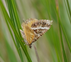 Chrysolarentia vicissata