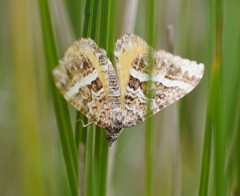 Chrysolarentia vicissata