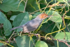 Cambodian Tailorbird photo 2