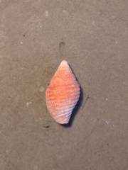 Pseudonebularia cucumerina