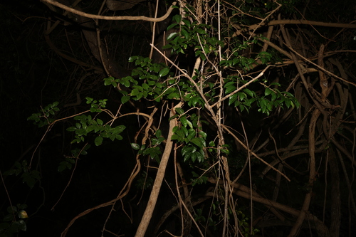 Image of Pandorea floribunda by (c) Greg Tasney, some rights reserved (CC BY-SA)
