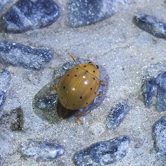 Harmonia sedecimnotata