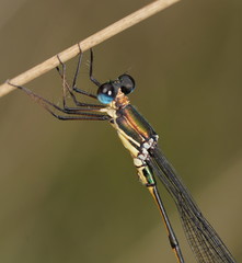 Synlestes selysi