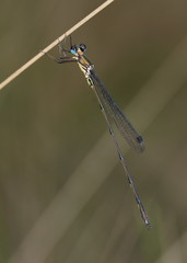 Synlestes selysi