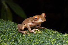 Orange Robber Frog photo 3