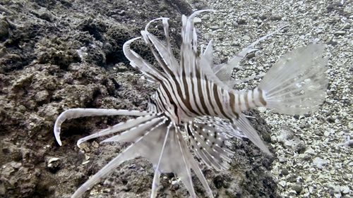 Clearfin lionfish (Pterois russelii) — Scorpaenidae — 5