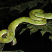 Ecuadorian Eyelash-Viper - Photo (c) Frederic Griesbaum, some rights reserved (CC BY-NC), uploaded by Frederic Griesbaum