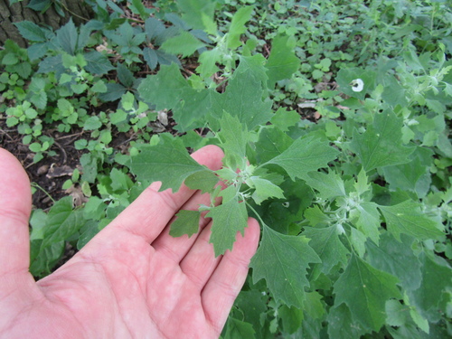 Green goosefoot (Chenopodium suecicum)