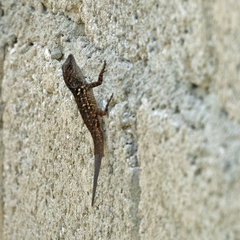 Anolis sagrei sagrei