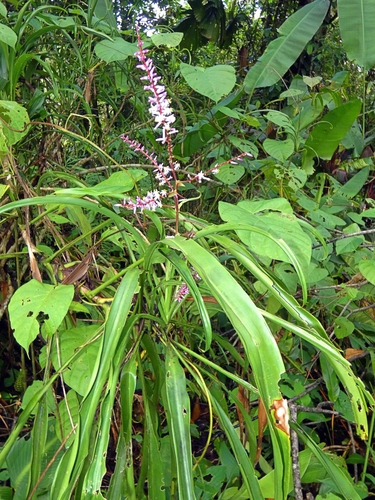 Image of Cordyline cannifolia by (c) Kai Squires, some rights reserved (CC BY)