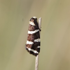 Lepidoscia confluens