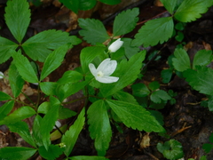 Anemonoides lancifolia