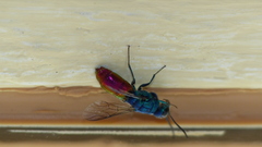 Chrysis terminata