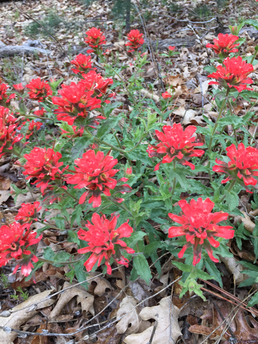iNaturalist observation photo of Paintbrushes