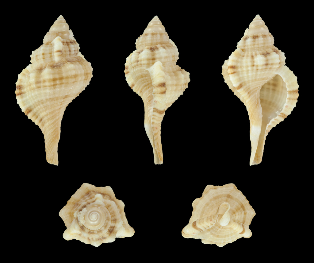 Monoplex comptus