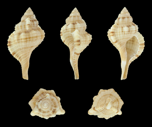 Monoplex comptus