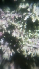 Dacryophyllum falcifolium