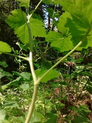 Ribes sanguineum glutinosum