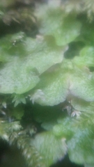 Cryptomitrium tenerum