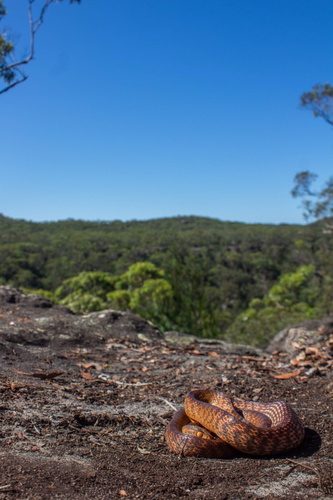 Brown Tree Snake sighting