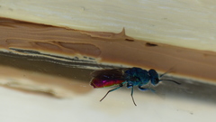 Chrysis terminata