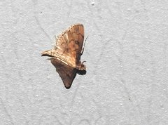 Nacoleia charesalis