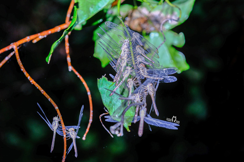 Emerald-banded Skimmer