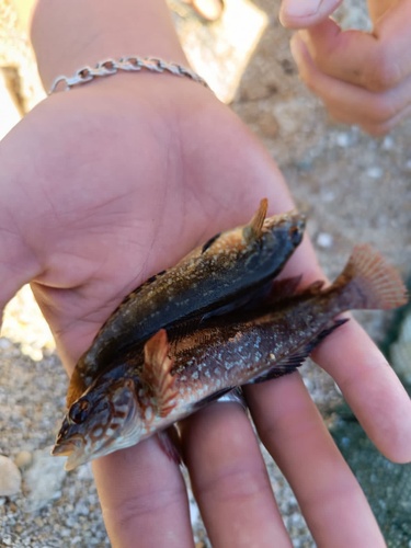 Greenling (Hexagrammos octogrammus) — Hexagrammidae