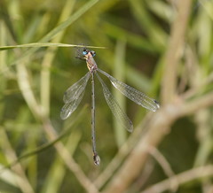 Synlestes selysi