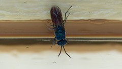 Chrysis terminata