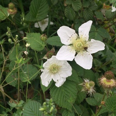 Rosaceae
