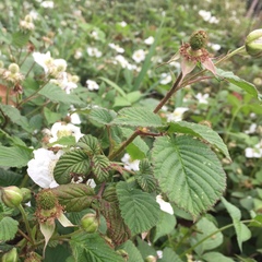 Rosaceae