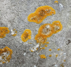 Variospora