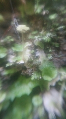 Cryptomitrium tenerum