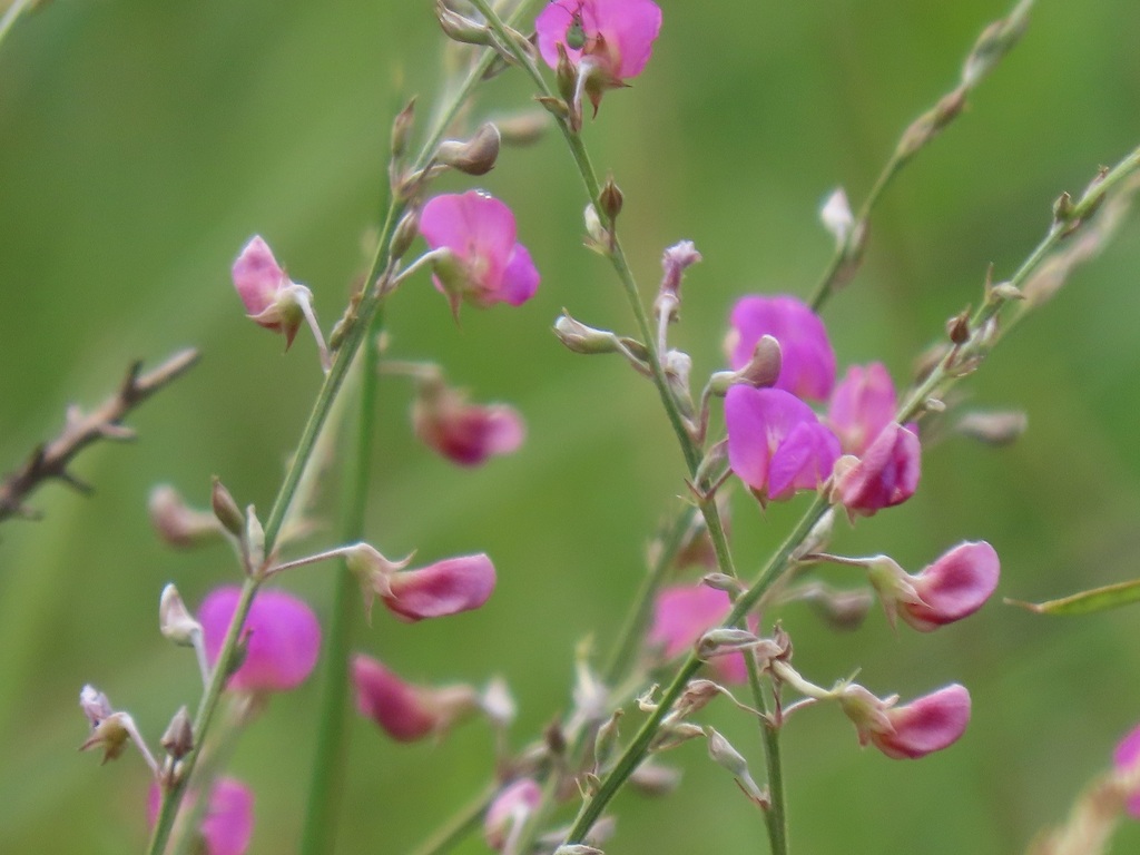 Pioneer Hoarypea