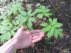 Hydrophyllum tenuipes