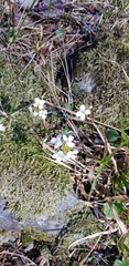 Cardamine pratensis