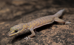 Gracile Velvet Gecko photo 2