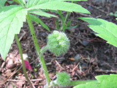 Hydrophyllum tenuipes