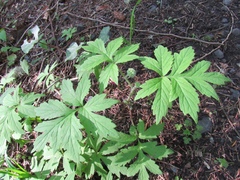 Hydrophyllum tenuipes
