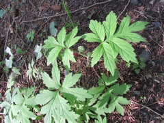 Hydrophyllum tenuipes