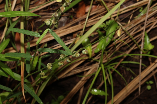 Image of Crotalaria montana by (c) Greg Tasney, some rights reserved (CC BY-SA)