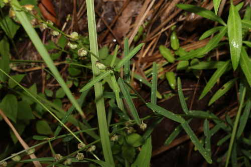 Image of Crotalaria montana by (c) Greg Tasney, some rights reserved (CC BY-SA)
