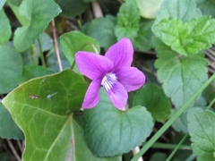 Rostratae
