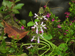 Stachys geobombycis