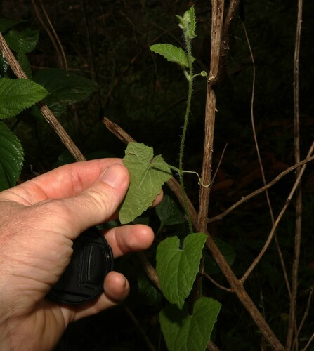 Image of Cucumis althaeoides by (c) Greg Tasney, some rights reserved (CC BY-SA)
