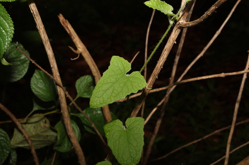 Image of Cucumis althaeoides by (c) Greg Tasney, some rights reserved (CC BY-SA)