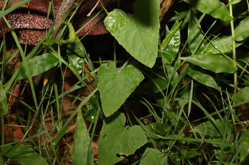 Image of Cucumis althaeoides by (c) Greg Tasney, some rights reserved (CC BY-SA)